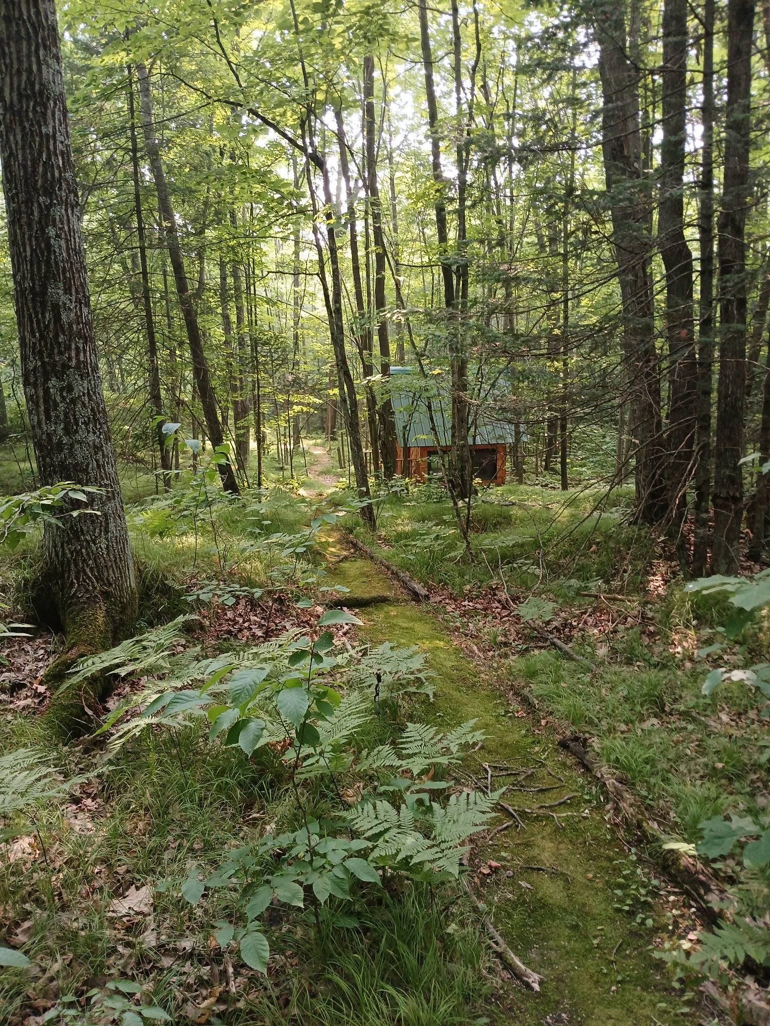 The Whooping Crane A-frame cabin set back among the trees