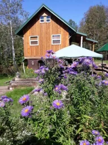 Purple asters in bloom in front of the main cabin and a shade umbrella
