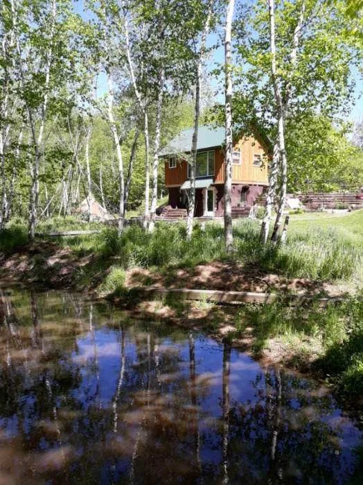 A pond holding the reflection of birch trees, its banks grown in