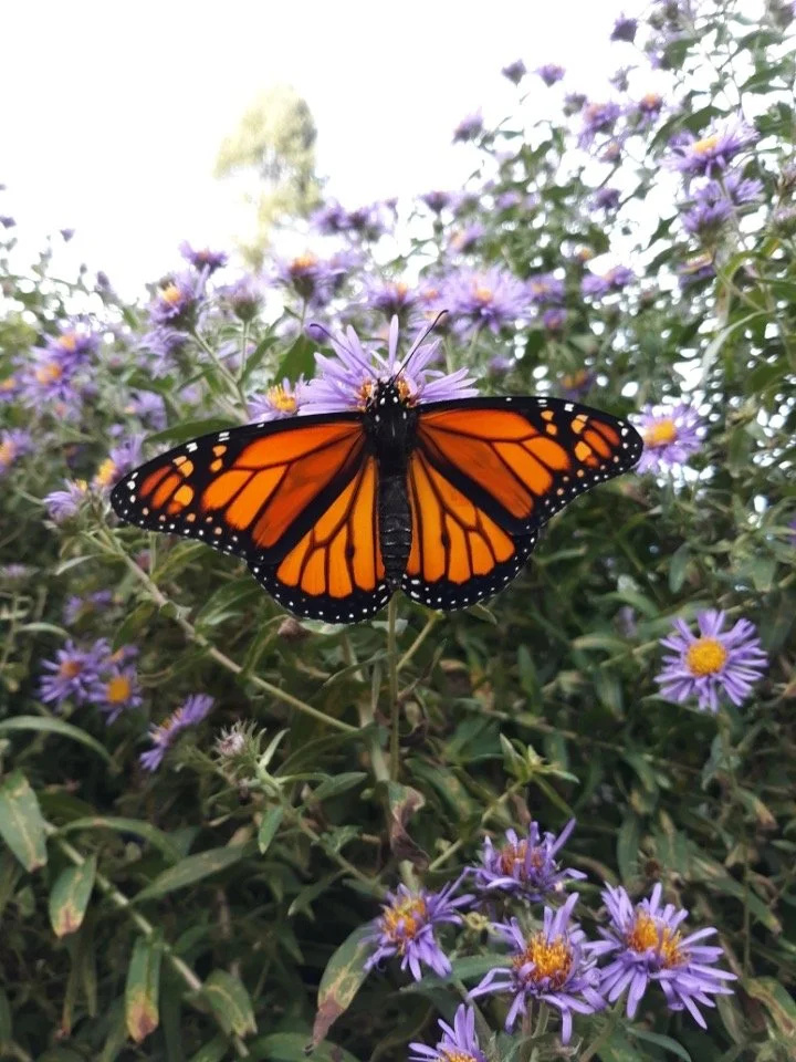 A monarch with open wings feeding on a stand of purple asters