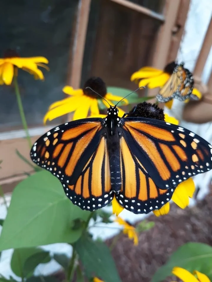 A monarch with its wings open on black-eyed susans, a second monarch behind it