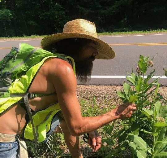 Chris Bellis in a hi-vis vest and straw hat, checking a roadside milkweed plant