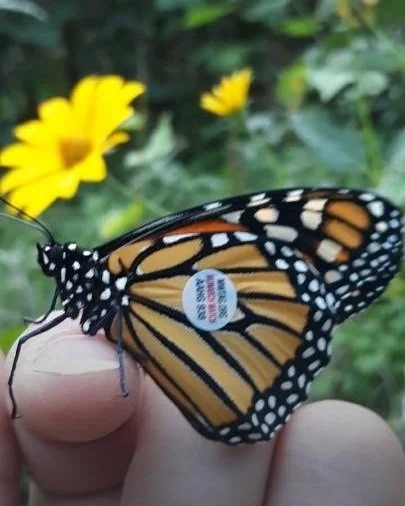 A tagged monarch resting on a fingertip, a small round tag on its hindwing